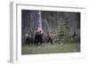 Eurasian Brown Bear (Ursus Arctos) with Three Cubs, Suomussalmi, Finland, July 2008-Widstrand-Framed Photographic Print