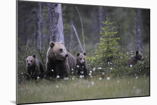 Eurasian Brown Bear (Ursus Arctos) with Three Cubs, Suomussalmi, Finland, July 2008-Widstrand-Mounted Photographic Print