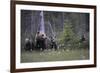 Eurasian Brown Bear (Ursus Arctos) with Three Cubs, Suomussalmi, Finland, July 2008-Widstrand-Framed Photographic Print
