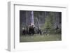 Eurasian Brown Bear (Ursus Arctos) with Three Cubs, Suomussalmi, Finland, July 2008-Widstrand-Framed Photographic Print