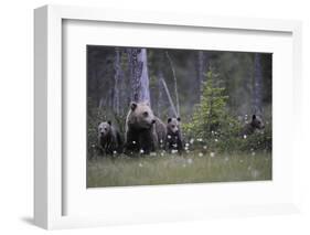 Eurasian Brown Bear (Ursus Arctos) with Three Cubs, Suomussalmi, Finland, July 2008-Widstrand-Framed Photographic Print