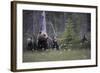 Eurasian Brown Bear (Ursus Arctos) with Three Cubs, Suomussalmi, Finland, July 2008-Widstrand-Framed Photographic Print