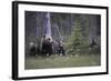 Eurasian Brown Bear (Ursus Arctos) with Three Cubs, Suomussalmi, Finland, July 2008-Widstrand-Framed Photographic Print