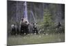 Eurasian Brown Bear (Ursus Arctos) with Three Cubs, Suomussalmi, Finland, July 2008-Widstrand-Mounted Photographic Print