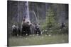 Eurasian Brown Bear (Ursus Arctos) with Three Cubs, Suomussalmi, Finland, July 2008-Widstrand-Stretched Canvas