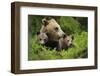 Eurasian Brown Bear (Ursus Arctos) with Two Cubs, Suomussalmi, Finland, July 2008-Widstrand-Framed Photographic Print