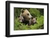 Eurasian Brown Bear (Ursus Arctos) with Two Cubs, Suomussalmi, Finland, July 2008-Widstrand-Framed Photographic Print