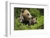 Eurasian Brown Bear (Ursus Arctos) with Two Cubs, Suomussalmi, Finland, July 2008-Widstrand-Framed Photographic Print