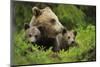 Eurasian Brown Bear (Ursus Arctos) with Two Cubs, Suomussalmi, Finland, July 2008-Widstrand-Mounted Photographic Print