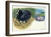 Eurasian Coot Fulica Atra Warming Eggs in the Nest-null-Framed Giclee Print