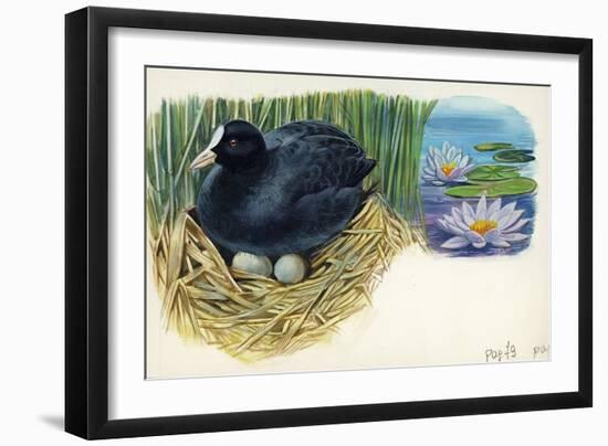 Eurasian Coot Fulica Atra Warming Eggs in the Nest-null-Framed Giclee Print