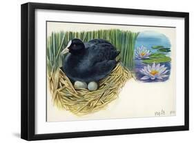 Eurasian Coot Fulica Atra Warming Eggs in the Nest-null-Framed Giclee Print