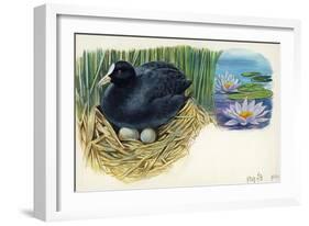 Eurasian Coot Fulica Atra Warming Eggs in the Nest-null-Framed Giclee Print