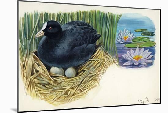 Eurasian Coot Fulica Atra Warming Eggs in the Nest-null-Mounted Giclee Print