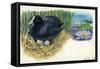 Eurasian Coot Fulica Atra Warming Eggs in the Nest-null-Framed Stretched Canvas