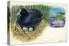 Eurasian Coot Fulica Atra Warming Eggs in the Nest-null-Stretched Canvas