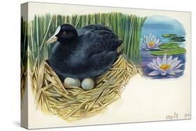 Eurasian Coot Fulica Atra Warming Eggs in the Nest-null-Stretched Canvas