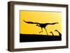 Eurasian cranes taking flight for roasting site, Sweden-Andy Trowbridge-Framed Photographic Print