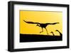 Eurasian cranes taking flight for roasting site, Sweden-Andy Trowbridge-Framed Photographic Print