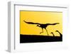 Eurasian cranes taking flight for roasting site, Sweden-Andy Trowbridge-Framed Photographic Print