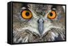 Eurasian Eagle Owl Adult-null-Framed Stretched Canvas