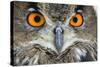 Eurasian Eagle Owl Adult-null-Stretched Canvas