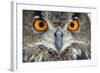 Eurasian Eagle Owl Adult-null-Framed Photographic Print