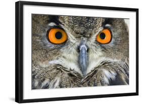 Eurasian Eagle Owl Adult-null-Framed Photographic Print