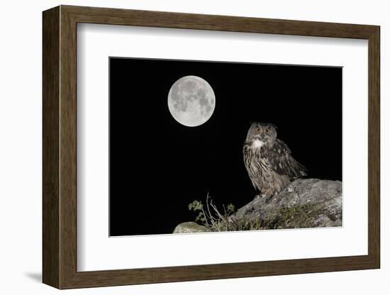 Eurasian Eagle Owl (Bubo Bubo) Adult Perched-Andy Trowbridge-Framed Photographic Print