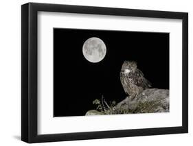 Eurasian Eagle Owl (Bubo Bubo) Adult Perched-Andy Trowbridge-Framed Photographic Print