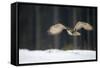 Eurasian Eagle Owl (Bubo Bubo) Flying Low over Snow Covered Grouns with Trees in Background-Ben Hall-Framed Stretched Canvas