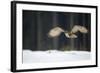 Eurasian Eagle Owl (Bubo Bubo) Flying Low over Snow Covered Grouns with Trees in Background-Ben Hall-Framed Photographic Print