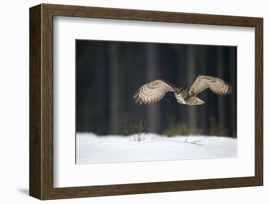 Eurasian Eagle Owl (Bubo Bubo) Flying Low over Snow Covered Grouns with Trees in Background-Ben Hall-Framed Photographic Print