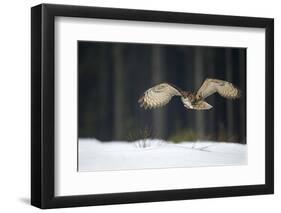 Eurasian Eagle Owl (Bubo Bubo) Flying Low over Snow Covered Grouns with Trees in Background-Ben Hall-Framed Photographic Print