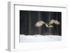 Eurasian Eagle Owl (Bubo Bubo) Flying Low over Snow Covered Grouns with Trees in Background-Ben Hall-Framed Photographic Print