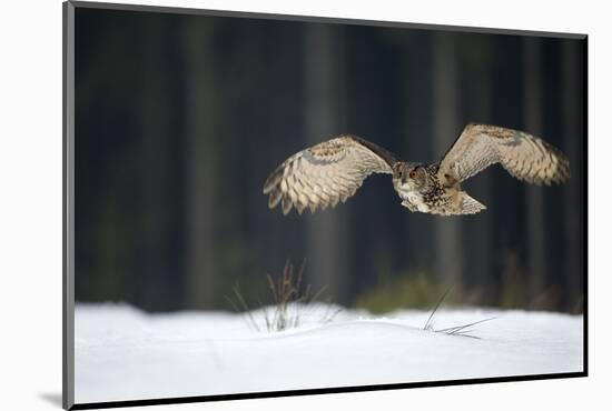 Eurasian Eagle Owl (Bubo Bubo) Flying Low over Snow Covered Grouns with Trees in Background-Ben Hall-Mounted Photographic Print