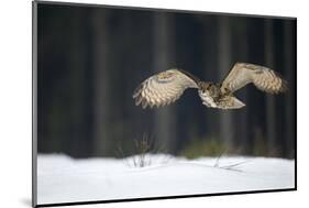 Eurasian Eagle Owl (Bubo Bubo) Flying Low over Snow Covered Grouns with Trees in Background-Ben Hall-Mounted Photographic Print