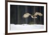 Eurasian Eagle Owl (Bubo Bubo) Flying Low over Snow Covered Grouns with Trees in Background-Ben Hall-Framed Photographic Print