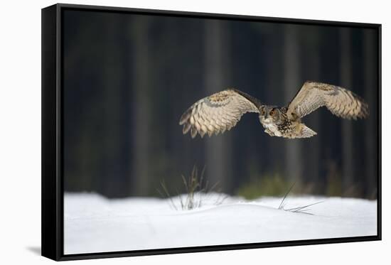 Eurasian Eagle Owl (Bubo Bubo) Flying Low over Snow Covered Grouns with Trees in Background-Ben Hall-Framed Stretched Canvas