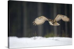 Eurasian Eagle Owl (Bubo Bubo) Flying Low over Snow Covered Grouns with Trees in Background-Ben Hall-Stretched Canvas
