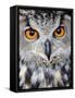 Eurasian Eagle-Owl Captive, France-Eric Baccega-Framed Stretched Canvas