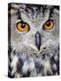 Eurasian Eagle-Owl Captive, France-Eric Baccega-Stretched Canvas