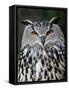 Eurasian Eagle-Owl Captive, France-Eric Baccega-Framed Stretched Canvas