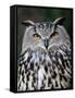 Eurasian Eagle-Owl Captive, France-Eric Baccega-Framed Stretched Canvas