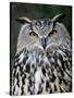 Eurasian Eagle-Owl Captive, France-Eric Baccega-Stretched Canvas
