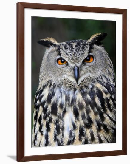Eurasian Eagle-Owl Captive, France-Eric Baccega-Framed Premium Photographic Print