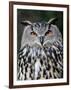 Eurasian Eagle-Owl Captive, France-Eric Baccega-Framed Premium Photographic Print