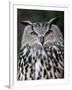 Eurasian Eagle-Owl Captive, France-Eric Baccega-Framed Premium Photographic Print