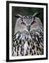 Eurasian Eagle-Owl Captive, France-Eric Baccega-Framed Premium Photographic Print