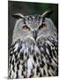 Eurasian Eagle-Owl Captive, France-Eric Baccega-Mounted Premium Photographic Print